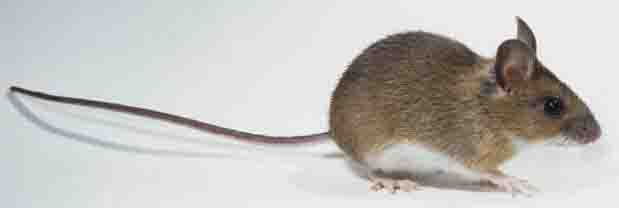 house mouse house mouse