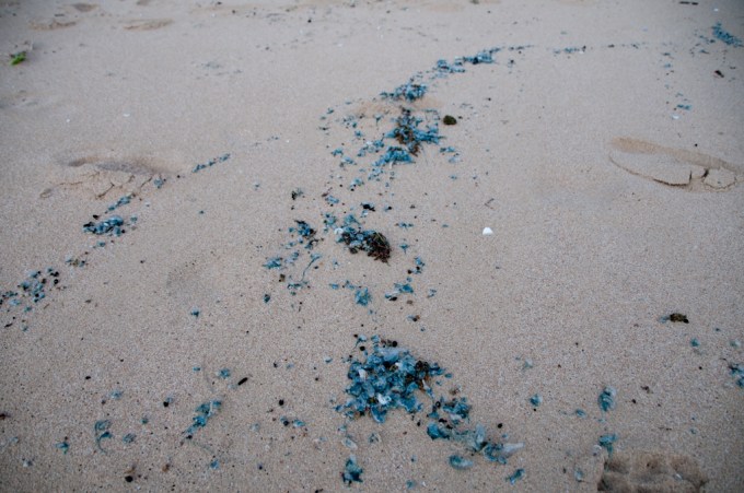 Portuguese Man o'War