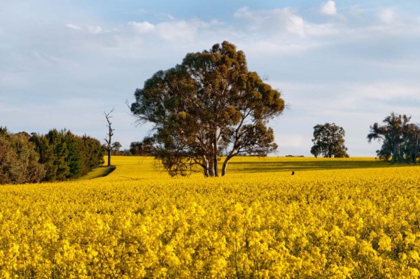 tree in canola field