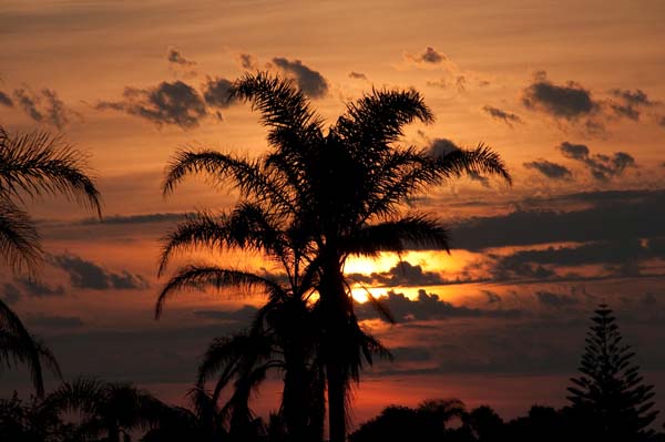 sunset palm